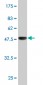 RAB11A Antibody (monoclonal) (M01)