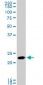 RAB11A Antibody (monoclonal) (M01)