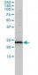 RAB11A Antibody (monoclonal) (M01)