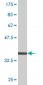 RAB1B Antibody (monoclonal) (M02)