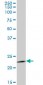 RAB1B Antibody (monoclonal) (M02)