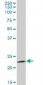 RAB1B Antibody (monoclonal) (M02)