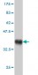 RAB21 Antibody (monoclonal) (M01)