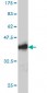 RAB26 Antibody (monoclonal) (M01)