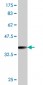 RAB27A Antibody (monoclonal) (M01)