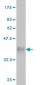 RAB38 Antibody (monoclonal) (M02)