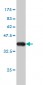 RAB3A Antibody (monoclonal) (M01)