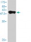 RAB4A Antibody (monoclonal) (M01)