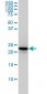 RAB4A Antibody (monoclonal) (M01)