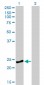 RAB4A Antibody (monoclonal) (M01)