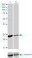 RAB4A Antibody (monoclonal) (M01)