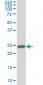 RAB5A Antibody (monoclonal) (M09A)