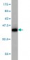 RAB6A Antibody (monoclonal) (M01)