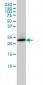 RAB6A Antibody (monoclonal) (M01)