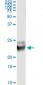RAB7B Antibody (monoclonal) (M01)