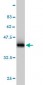 RAB8A Antibody (monoclonal) (M02)
