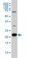 RAB8A Antibody (monoclonal) (M02)