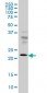 RAB9A Antibody (monoclonal) (M01)