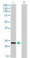 RAB9A Antibody (monoclonal) (M01)