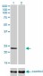 RAB9A Antibody (monoclonal) (M01)