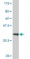 RAB9A Antibody (monoclonal) (M02)