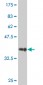 RAB9A Antibody (monoclonal) (M02)