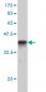 RACGAP1 Antibody (monoclonal) (M01)