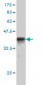 RACGAP1 Antibody (monoclonal) (M01)