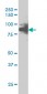 RAD17 Antibody (monoclonal) (M01)