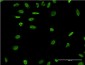 RAD18 Antibody (monoclonal) (M03)