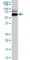 RAD18 Antibody (monoclonal) (M03)