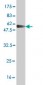 RAD51 Antibody (monoclonal) (M01)