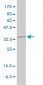 RAD51 Antibody (monoclonal) (M01)