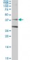 RAD51C Antibody (monoclonal) (M01)