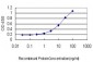 RALB Antibody (monoclonal) (M04)