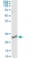 RALB Antibody (monoclonal) (M04)