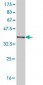 RALB Antibody (monoclonal) (M04)