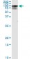 RALBP1 Antibody (monoclonal) (M02)