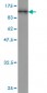 RALBP1 Antibody (monoclonal) (M02)