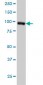 RALBP1 Antibody (monoclonal) (M02)