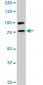 RALBP1 Antibody (monoclonal) (M02)