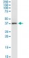 RAMP3 Antibody (monoclonal) (M01)