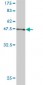 RAP1A Antibody (monoclonal) (M01)