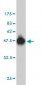 RAP2B Antibody (monoclonal) (M01)