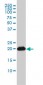 RAP2B Antibody (monoclonal) (M01)