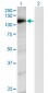 RAPGEF4 Antibody (monoclonal) (M01)