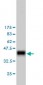 RASA1 Antibody (monoclonal) (M01)
