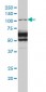 RASA1 Antibody (monoclonal) (M01)