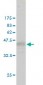 RASA3 Antibody (monoclonal) (M01)