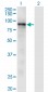 RASA3 Antibody (monoclonal) (M01)